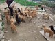 Camporosso: 108 cani in cerca di padrone, ecco l’eredità lasciata al Comune da Giovanni Scotto (Video)