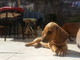Una famiglia di Ventimiglia ha preso in affidamento 'Dumbo' il bellissimo cucciolo di bassotto Una famiglia di Ventimiglia ha preso in affidamento 'Dumbo' il bellissimo cucciolo di bassotto
