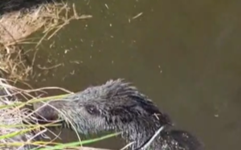 Apricale, cade in una vasca irrigua: cinghiale salvato da Ambulanze Veterinarie Odv e vigili del fuoco