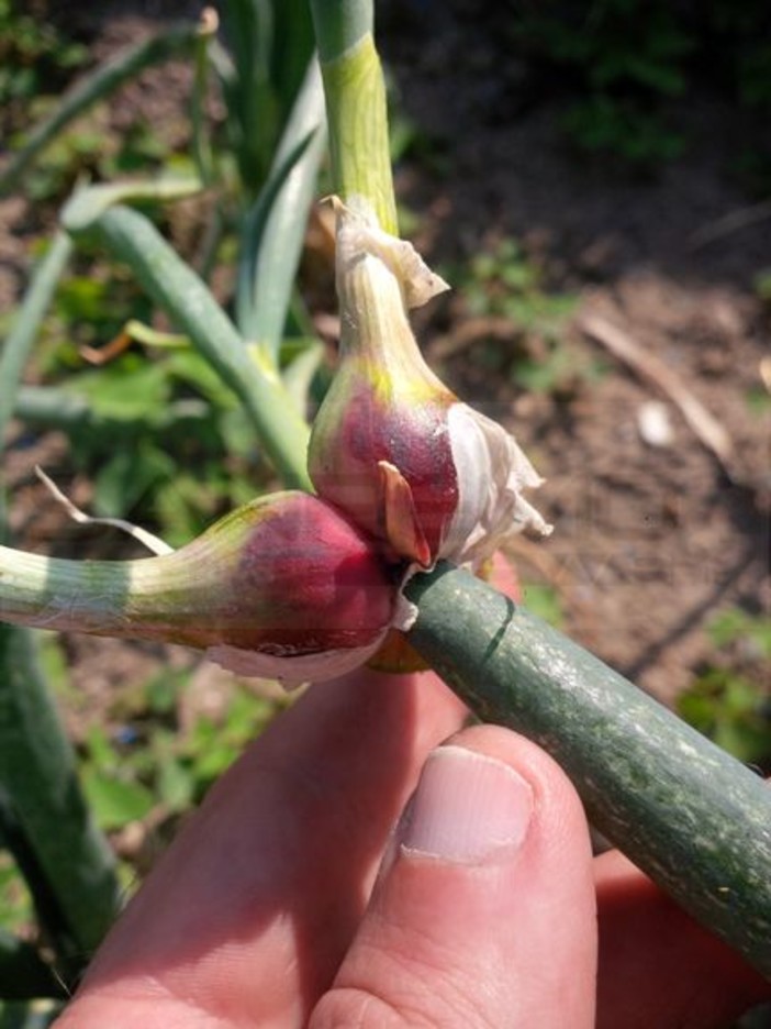 Bordighera: questa sera alle 18,00 alla Libreria Mondadori incontro con Dario Bressantini e Beatrice Mautino