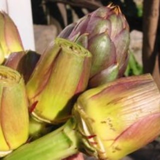 Ospedaletti: sabato ‘Il carciofo nel piatto’, show cooking con Cna e  Ristoranti della Tavolozza