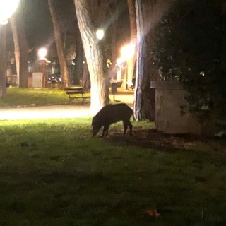 Ventimiglia: cinghiali creano scompiglio nelle aiuole (appena sistemate) in centro - foto