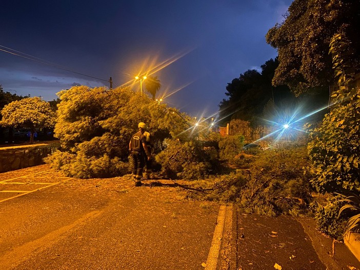 Imperia, tragedia sfiorata: albero crolla in mezzo alla strada alla Rabina (foto)