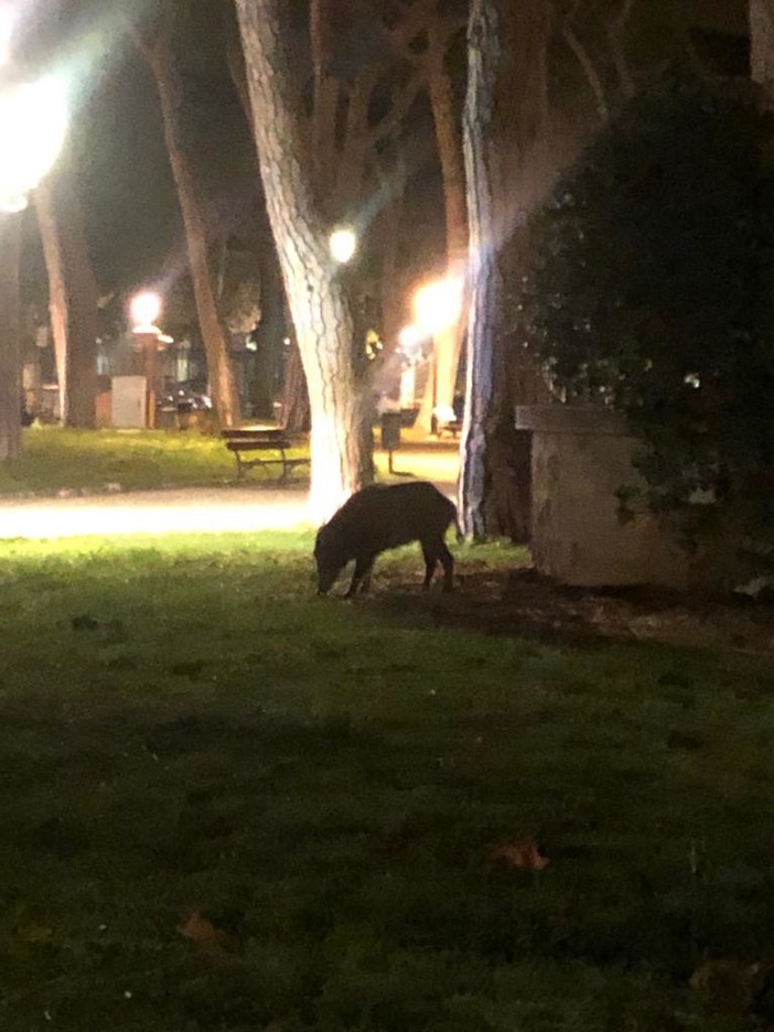 Ventimiglia: cinghiali creano scompiglio nelle aiuole (appena sistemate) in centro - foto