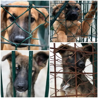 Enpa di Sanremo: quattro bellissime cagnoline cercano nuove famiglie