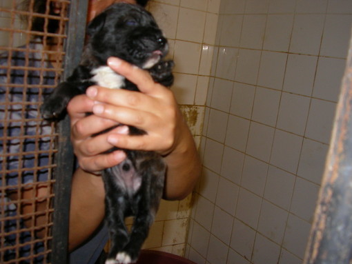 Luned� prossimo escursione serale per il solstizio d'estate