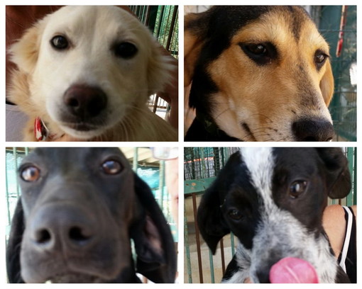 Ventimiglia: domenica la Lega del Cane sarà al 'Desbaratu', l'appello per aiutare gli amici a 4 zampe