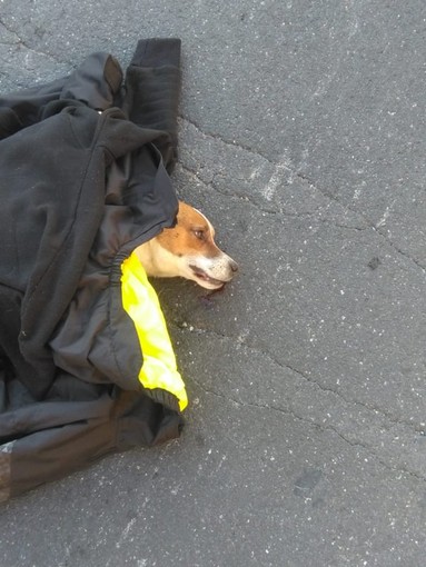 Imperia: cagnolino investito alla rotonda di Caramagna, soccorso dal servizio veterinario dell'Asl (foto) Imperia: cagnolino investito alla rotonda di Caramagna, soccorso dal servizio veterinario dell'Asl (foto)