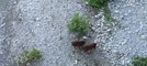 Ventimiglia, cinghiali a spasso: avvistati nel fiume Roia (Foto e video)