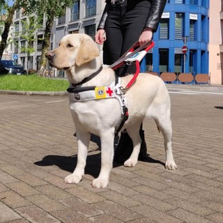 Il Lions Club Ventimiglia dona cane guida a persona non vedente