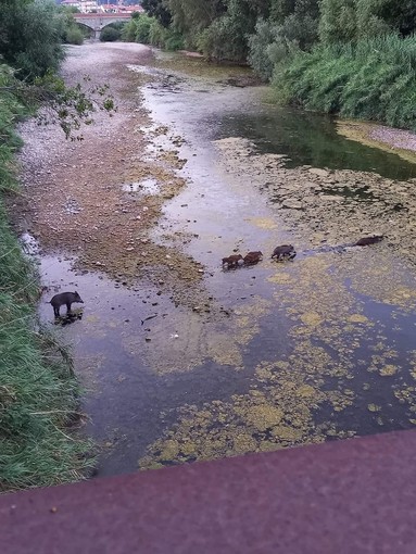 Cinghiali vengono abbattuti in zona Oasi del Nervia, esplode la polemica sui social