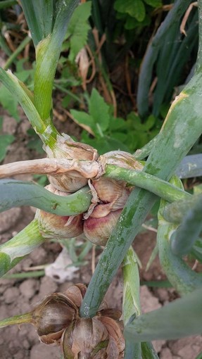 Vallecrosia: sabato prossimo durante 'Sua Maestà l'Acciuga' un incontro sui i fiori commestibili