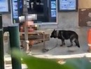 Sanremo, l'allarme dei residenti: “Cane legato alla catena e strattonato”. Polizia locale monitora la situazione Sanremo, l'allarme dei residenti: “Cane legato alla catena e strattonato”. Polizia locale monitora la situazione
