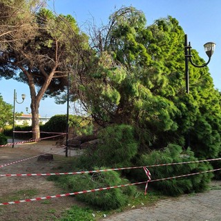 Vallecrosia al Mare, grosso pino precipita nei giardini pubblici in via San Rocco (Foto)