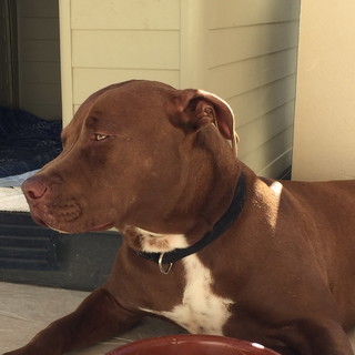 Camporosso: un nuovo disperato appello dei proprietari di Roy, il cane smarrito da 4 mesi Camporosso: un nuovo disperato appello dei proprietari di Roy, il cane smarrito da 4 mesi