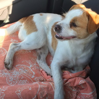 San Biagio della Cima: grazie all’articolo del nostro giornale la padrona ritrova Bella, il cane smarrito ieri