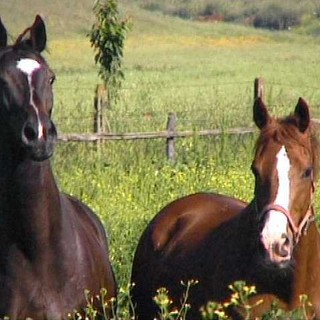 Triora:questo weekend la Festa dei Cavalli, tante iniziative