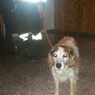 Sanremo: cane recuperato dai Vigili del Fuoco in via Duca D'Aosta, si cercano i propriatari Sanremo: cane recuperato dai Vigili del Fuoco in via Duca D'Aosta, si cercano i propriatari
