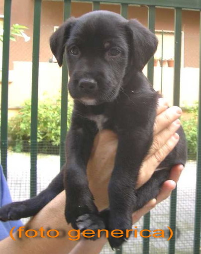 Imperia:nel fine settimana  tornano i "Concerti delle Logge"