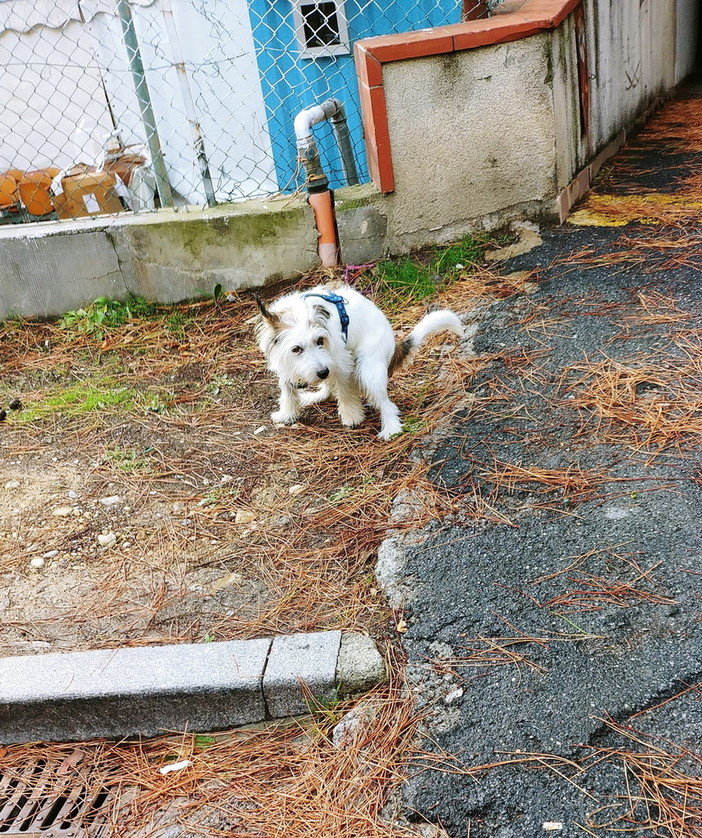 Sanremo: lettore segnala un cane con pettorina senza padroni in zona Foce (foto)