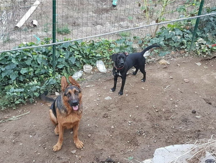 Taggia: regione Oxentin sono stati smarriti due cani, l'appello della proprietaria