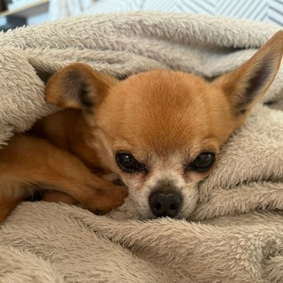 Buone notizie: Charlie torna a casa, lieto fine per il Chihuahua scomparso, abbracciato dal suo piccolo Tommaso Buone notizie: Charlie torna a casa, lieto fine per il Chihuahua scomparso, abbracciato dal suo piccolo Tommaso