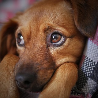 Come alleviare il dolore muscolare nel tuo cane: Rimedi e cure efficaci