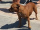 Sanremo: trovati due cani razza pitbull. Si cercano i proprietari Sanremo: trovati due cani razza pitbull. Si cercano i proprietari