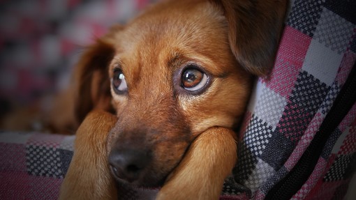 Come alleviare il dolore muscolare nel tuo cane: Rimedi e cure efficaci Come alleviare il dolore muscolare nel tuo cane: Rimedi e cure efficaci