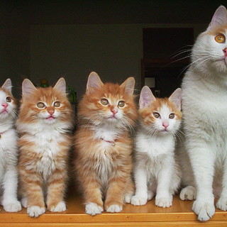 Quattrozampe e Sanremonews: questi i gatti adottati nel 2011 e nel 2012