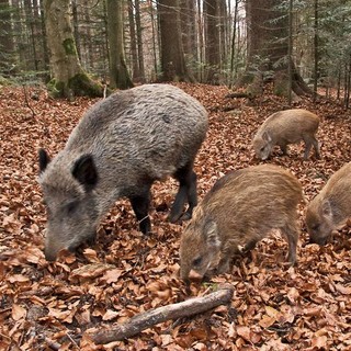 Ungulati e fauna selvatica, Confagricoltura Liguria chiede misure urgenti per il contenimento di cinghiali, daini e caprioli