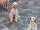 Sanremo: in Regione Collette Beulle zona Beuzi sono stati smarriti tre cani, la sua famiglia li sta cercando