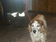 Sanremo: cane recuperato dai Vigili del Fuoco in via Duca D'Aosta, si cercano i propriatari Sanremo: cane recuperato dai Vigili del Fuoco in via Duca D'Aosta, si cercano i propriatari