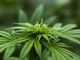 Coltivare marijuana in casa è possibile: esprime il suo consenso anche De Magistris Coltivare marijuana in casa è possibile: esprime il suo consenso anche De Magistris