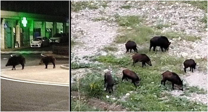 Dall’Impero alla rotonda di via Trento, a Imperia è emergenza cinghiali Dall’Impero alla rotonda di via Trento, a Imperia è emergenza cinghiali