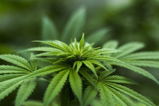 Coltivare cannabis light è legale, lo conferma il Tribunale di Trento: la soddisfazione di un imprenditore agricolo del Ponente ligure