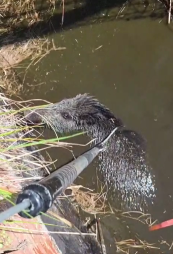 Apricale, cade in una vasca irrigua: cinghiale salvato da Ambulanze Veterinarie Odv e vigili del fuoco Apricale, cade in una vasca irrigua: cinghiale salvato da Ambulanze Veterinarie Odv e vigili del fuoco