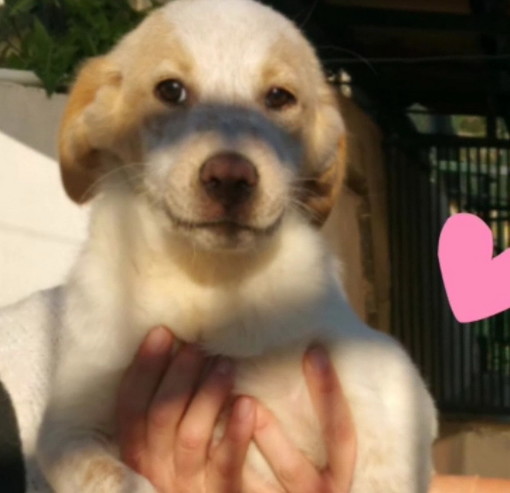 Enpa di Sanremo: bellissimi cuccioli Vi aspettano per regalarvi compagnia e tanto amore Enpa di Sanremo: bellissimi cuccioli Vi aspettano per regalarvi compagnia e tanto amore
