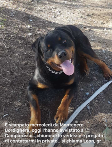 Bordighera: mercoledì scorso, smarrito a Montenero il cane Leon, l'appello della proprietaria