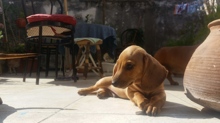 Una famiglia di Ventimiglia ha preso in affidamento 'Dumbo' il bellissimo cucciolo di bassotto Una famiglia di Ventimiglia ha preso in affidamento 'Dumbo' il bellissimo cucciolo di bassotto