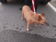 Sanremo, trovato cagnolino in zona San Giacomo: è stato preso in consegna dal canile Sanremo, trovato cagnolino in zona San Giacomo: è stato preso in consegna dal canile
