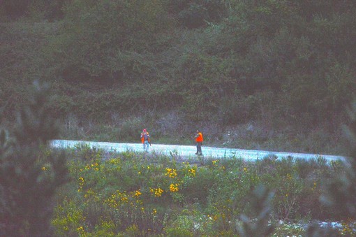 Imperia: battuta di caccia alla foce del Torrente Impero, nove cinghiali abbattuti stamani