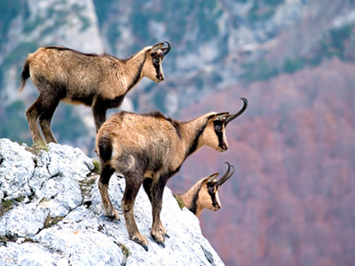 Mendatica: settimana di escursioni per vedere da vicino i camosci sulla cima del Monte Monega