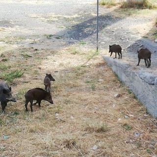 Morìa di cinghiali della nostra provincia: secondo l'Istituto di igiene Zoo Profilattica è per un batterio