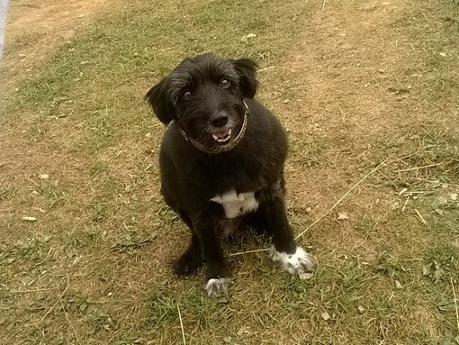 Ventimiglia: è stato smarrito il cagnolino Charlie. La sua proprietaria aspetta notizie Ventimiglia: è stato smarrito il cagnolino Charlie. La sua proprietaria aspetta notizie