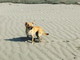 Coronavirus, Imperia: in spiaggia con il cane epilettico, la polizia municipale non li multa, la proprietaria &quot;Grazie per il vostro buonsenso&quot;
