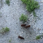 Ventimiglia, cinghiali a spasso: avvistati nel fiume Roia (Foto e video) Ventimiglia, cinghiali a spasso: avvistati nel fiume Roia (Foto e video)