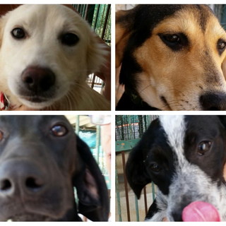 Ventimiglia: domenica la Lega del Cane sarà al 'Desbaratu', l'appello per aiutare gli amici a 4 zampe