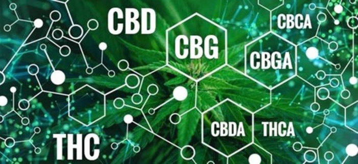 Come può il CBD sostenere uno stile di vita sano?