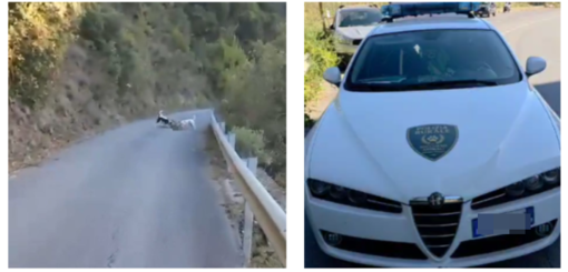 Perinaldo, capriolo aggredito da tre cani: soccorso da Ambulanze Veterinarie Perinaldo, capriolo aggredito da tre cani: soccorso da Ambulanze Veterinarie